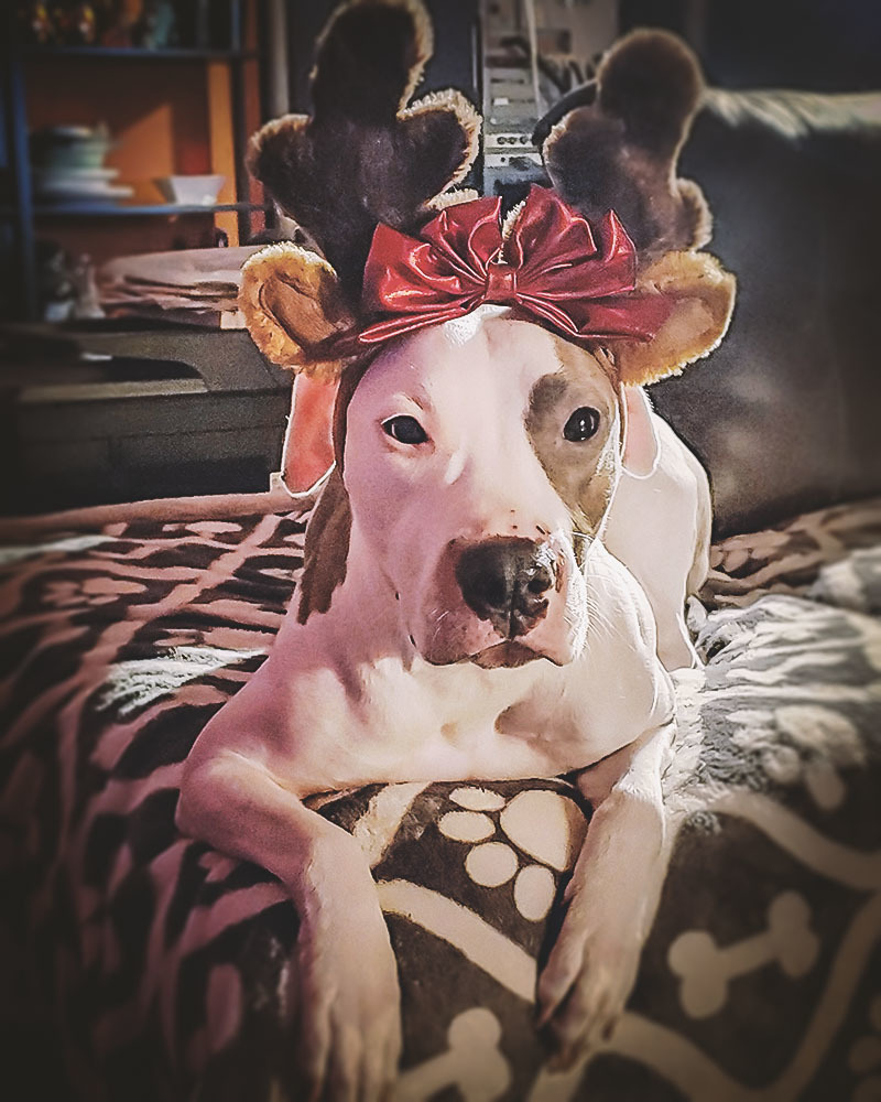 Aurora - Holiday - Holiday Cheer - 11 Jody French Bulldog