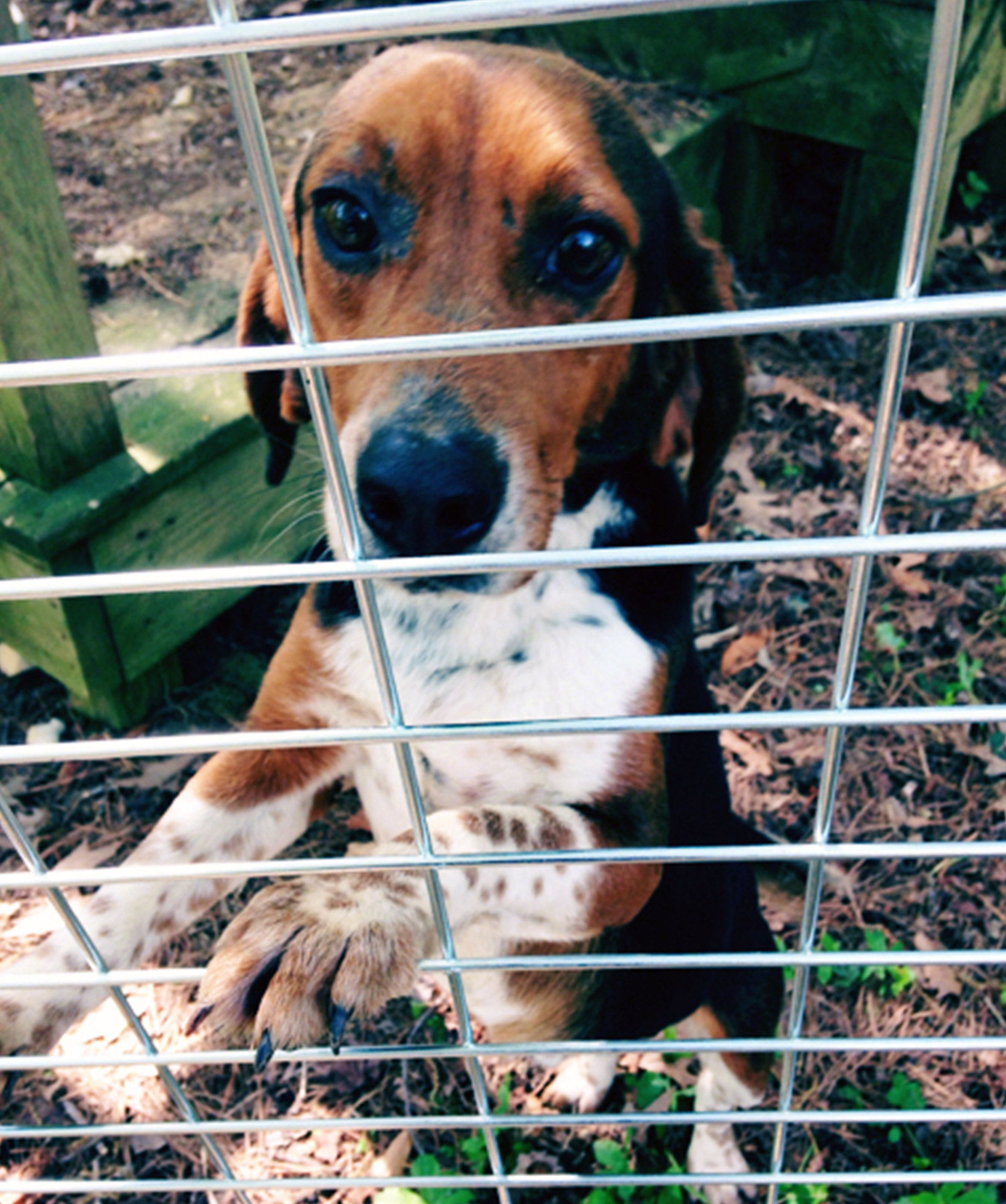 Ollie, hours after he was rescued