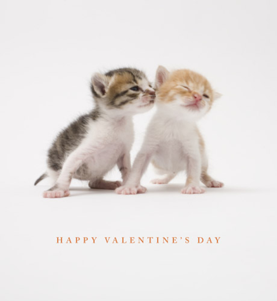 Purrrfect Valentine E-Card
